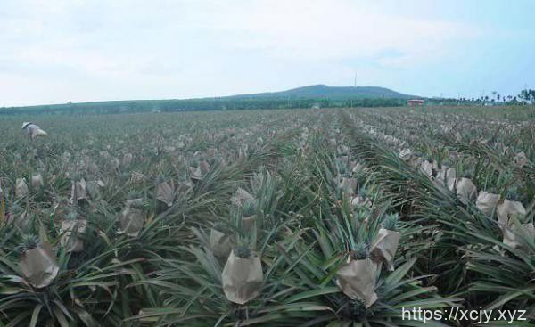 菠萝地下根有何特征特性？-小菜博客