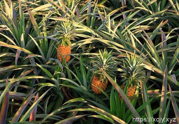 西班牙类菠萝品种介绍-小菜博客