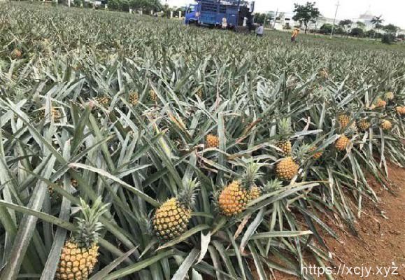 卡因类菠萝品种介绍-小菜博客