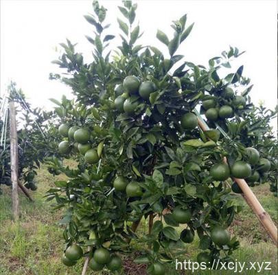 鸡尾葡萄柚品种好不好？-小菜博客
