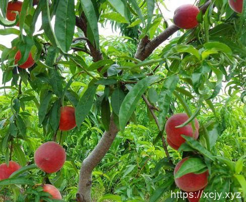 桃树需肥规律（桃树施肥方案）-小菜博客