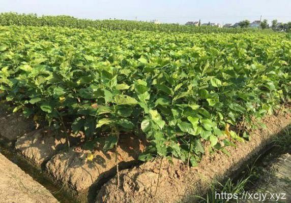 桑树施肥时期（桑树需肥规律）-小菜博客