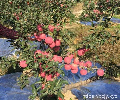 苹果需肥规律（苹果需肥特点）-小菜博客