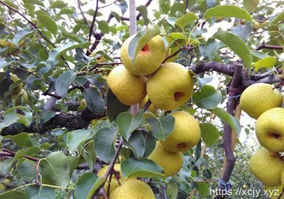 梨树需肥特性（梨树最佳时期）-小菜博客