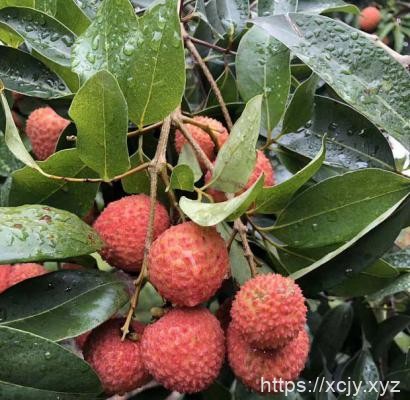 荔枝需肥规律（荔枝施肥时期）-小菜博客