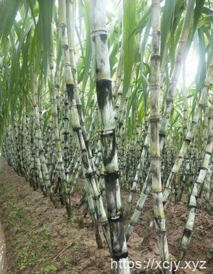 种植甘蔗用什么磷肥好？-小菜博客