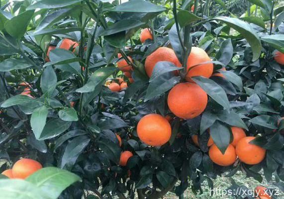 柑橘需肥量(柑橘施肥时期)-小菜博客