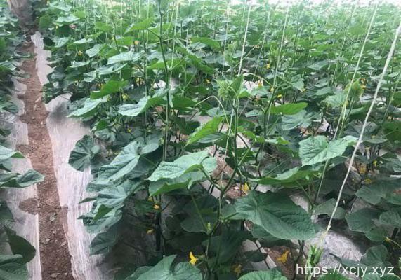 黄瓜叶的功效与作用和黄瓜叶吃法-小菜博客