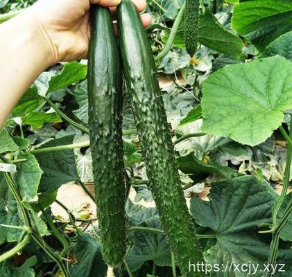 黄瓜和什么一起吃最有营养？黄瓜和什么一起吃最好？-小菜博客