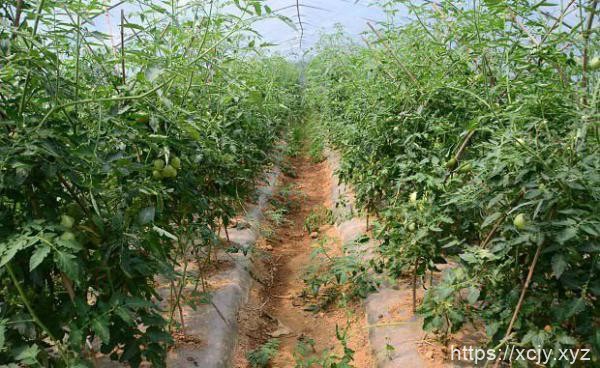 番茄叶有哪些药用功效？番茄叶如何食用？-小菜博客