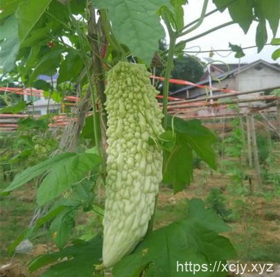 喝苦瓜汁可以减肥吗？-小菜博客