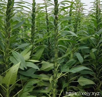 芝麻需肥规律（芝麻施肥方案）-小菜博客