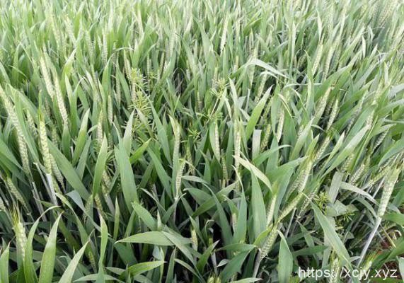 小麦施肥用法用量（小麦追肥方案）-小菜博客