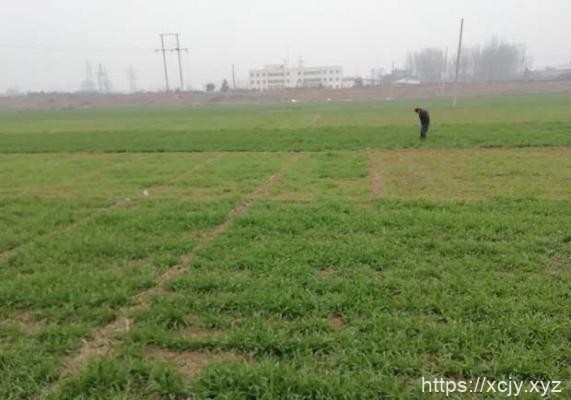 小麦需肥规律（小麦需肥特性）-小菜博客