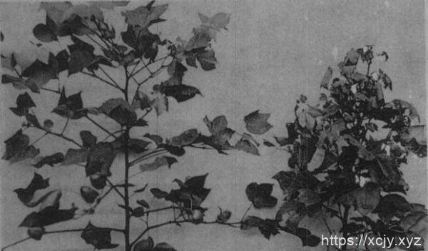 什么是棉花“蕾而不花”症？-小菜博客