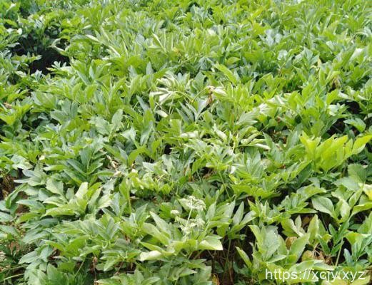 种植白芷主要的田间管理工作有哪些？-小菜博客