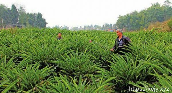 砂仁种植技术-小菜博客