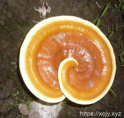 为什么患肿瘤建议食用灵芝治疗？-小菜博客