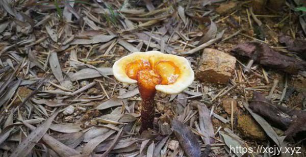 食用灵芝能抗疲劳吗？-小菜博客