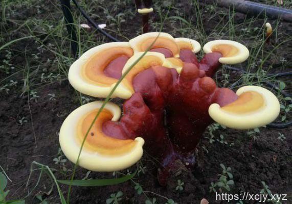 食用灵芝对呼吸系统起什么作用？-小菜博客