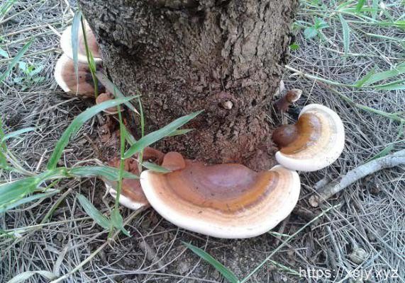 为什么灵芝可抵抗放射性化疗药物损伤？-小菜博客