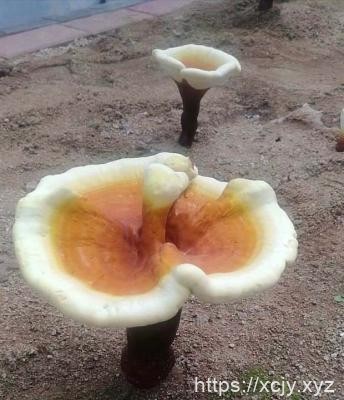 食用灵芝为什么能延缓衰老？-小菜博客
