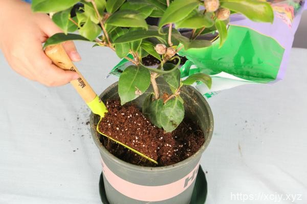 山茶花是什么季节开的，山茶花是哪个市市花-小菜博客