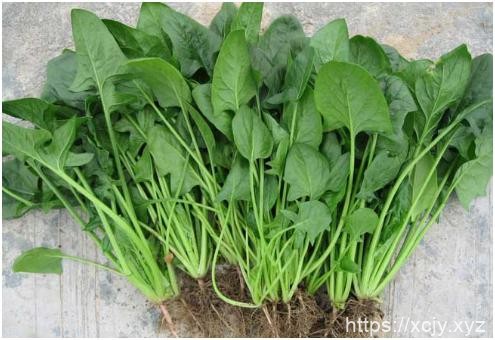 8月份种植菠菜合适吗 如何种植-小菜博客