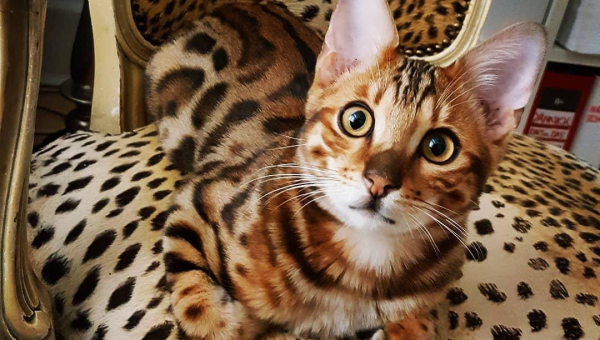 白羊座钟情的宠物豹猫品种-小菜博客