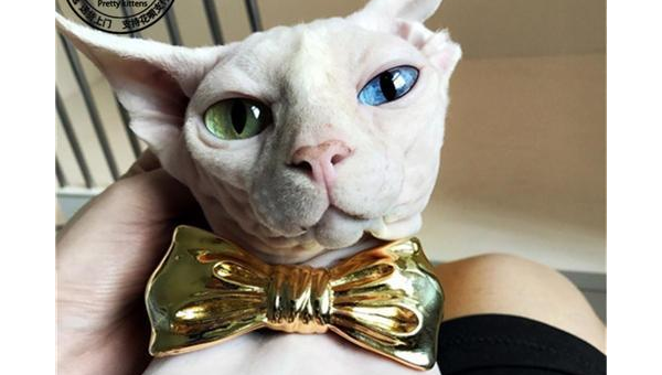 狮子座最适合养什么宠物猫？-小菜博客