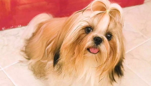 水瓶座适合饲养的宠物西施犬毛色-小菜博客